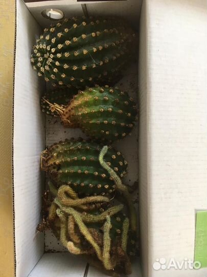 Кактусы бесплатно