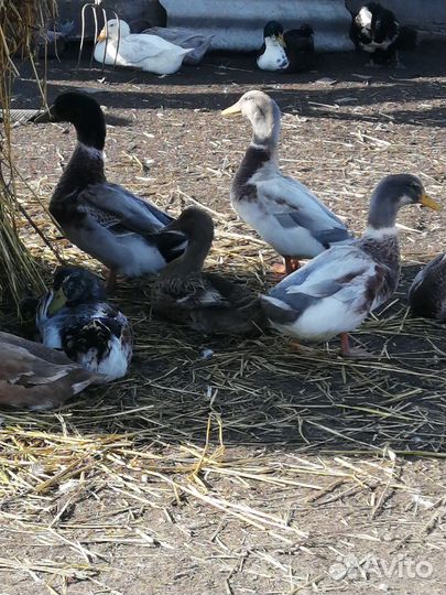 Утки голубой фаворит