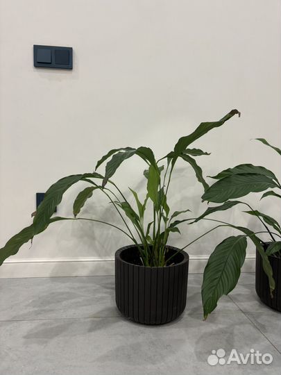 Спатифиллум женское счастье цветы