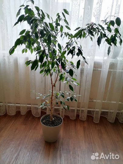 Драцена, фикус