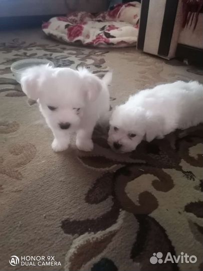 Щенки мальтезе