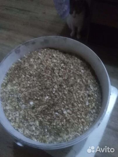 Морские ракушки