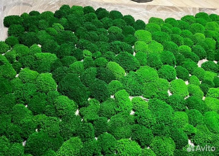 Сочный стабилизированный мох для кашпо