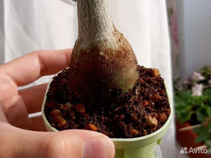 Прививка адениума The Bell