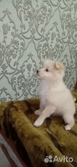 Собаки щенки шпиц