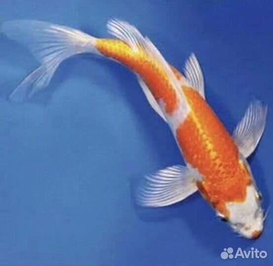 Живая рыба для пруда