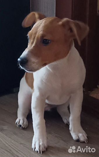 Джек Рассел терьер