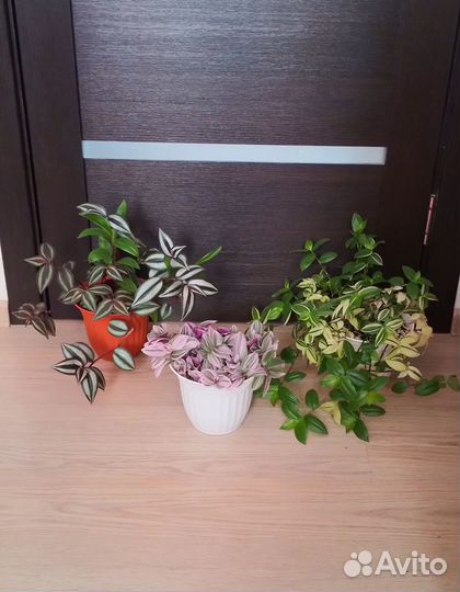 Традесканции сортовые