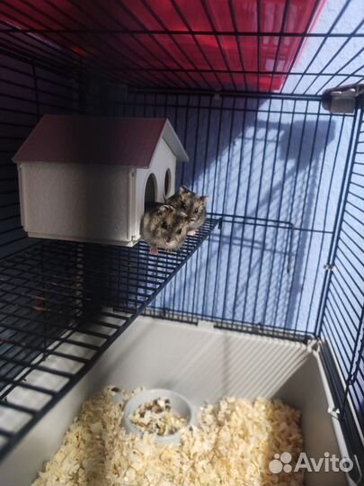 Джунгарский хомяк с клеткой