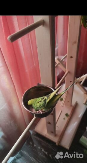 Стенд для птиц