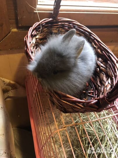 Декоративные кролики