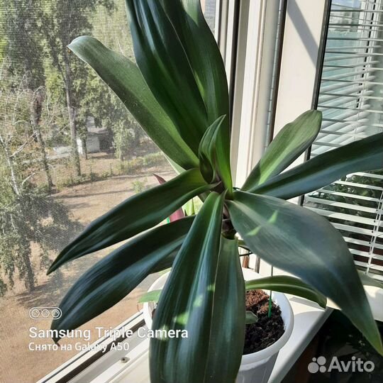 Традесканция рео