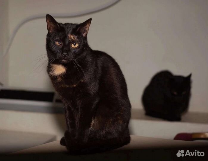 Кошки в добрые руки бесплатно