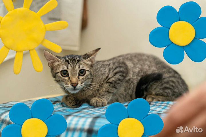Котенок в добрые руки