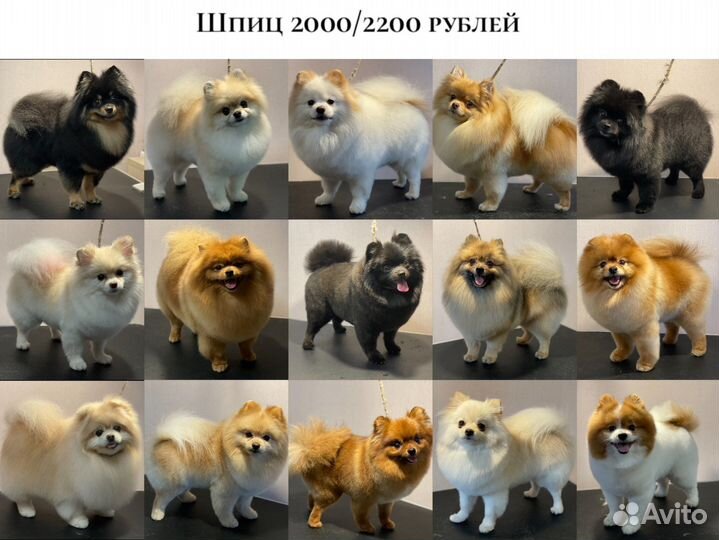 Стрижка собак декоративных пород