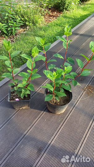 Гортензия метельчатая Самарская Лидия