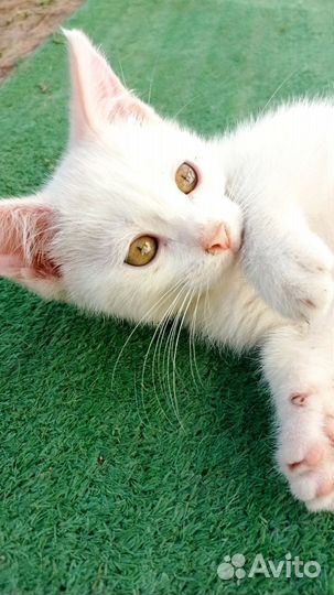 Белый котёнок мальчик
