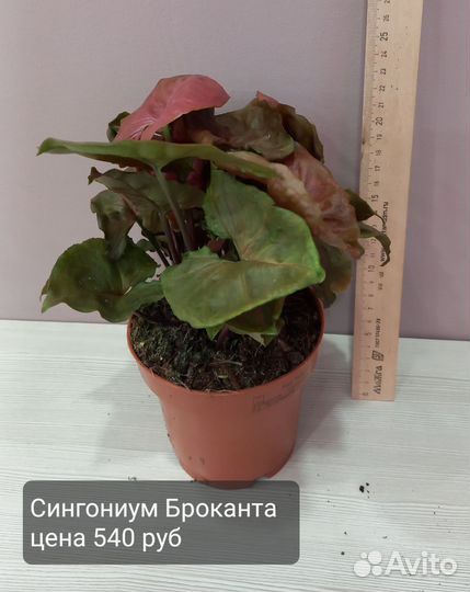 Сингониум броканта