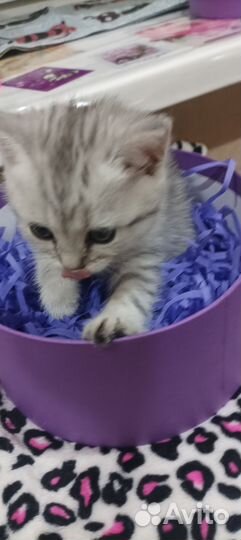 Шотландские котята