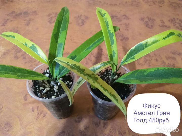 Фикусы Ретуза Гавайская, Али Амстел Грин Голд