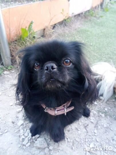 Щенок пекинеса