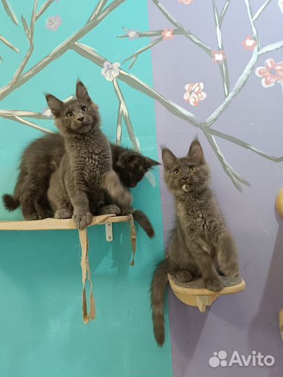 Мейн-кун классика и полидакт