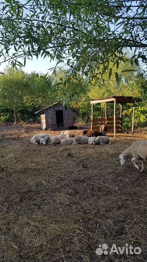 Овцы бараны ягнята