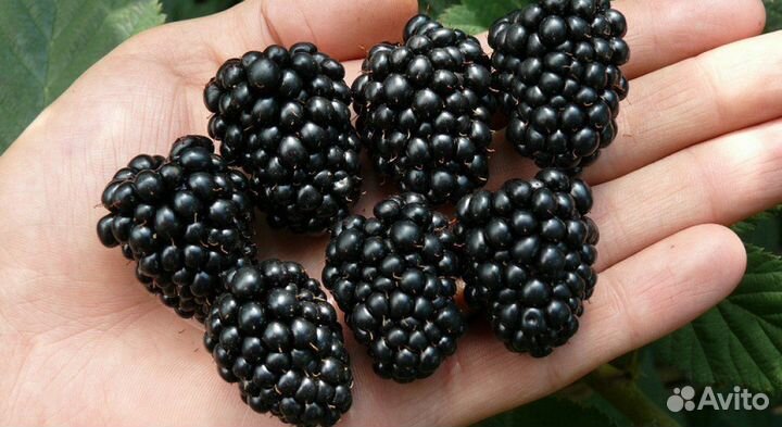 Саженцы ежевики