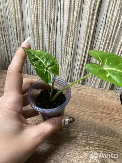 Комнатные растения