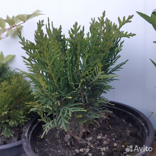 Туи,можжевельники,ель, кустарники