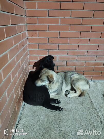 Девочки ищут дом