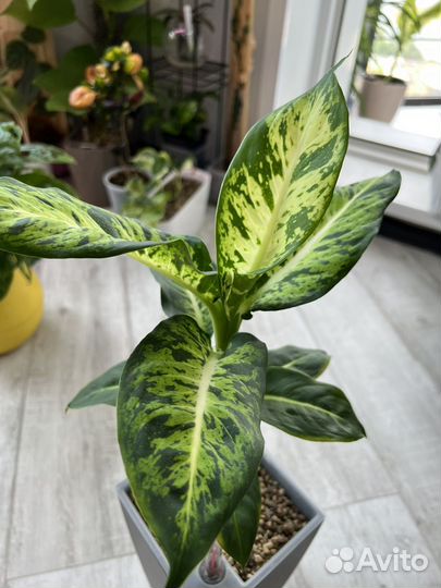 Диффенбахия Сублим