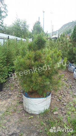 Кедровая Сосна 80-120см Премиум