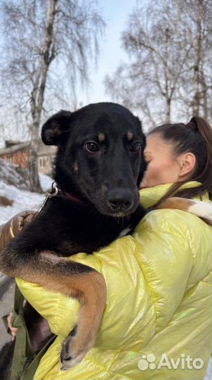 Оливка ищет дом