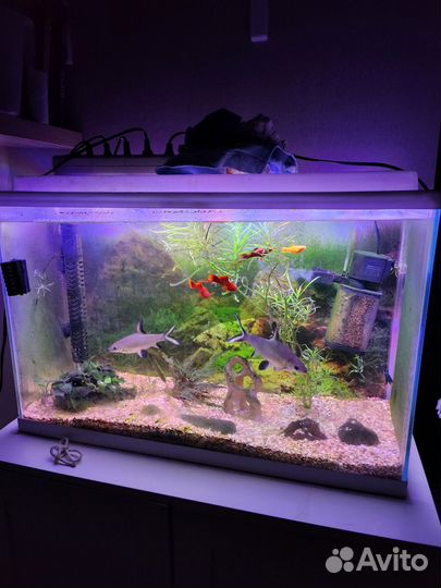 Аквариум с рыбками