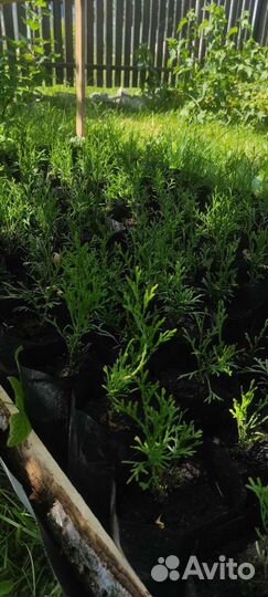 Туя смарагд