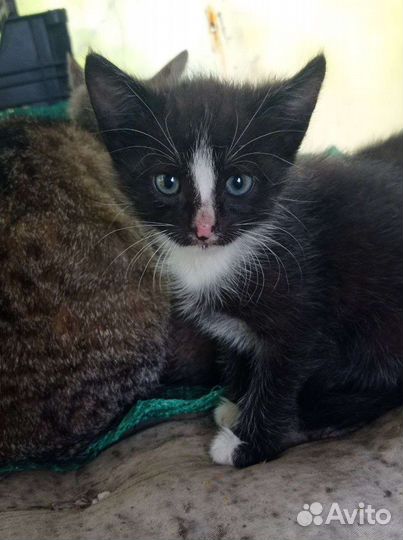 Котята в добрые руки бесплатно