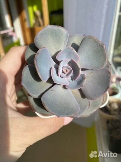 Суккуленты сортовые