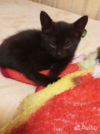 Кошка в дар