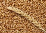 Ячмень пшеница кукуруза запорожская фонталовская