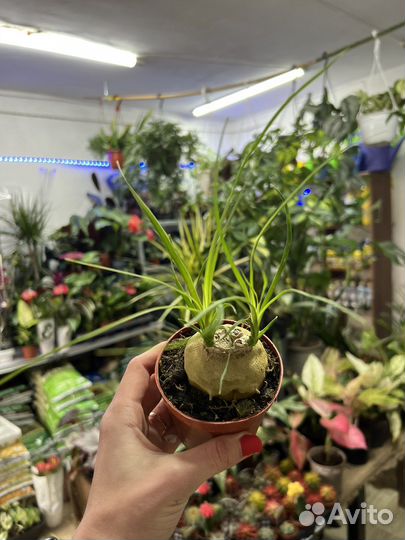 Бокарнея нолина