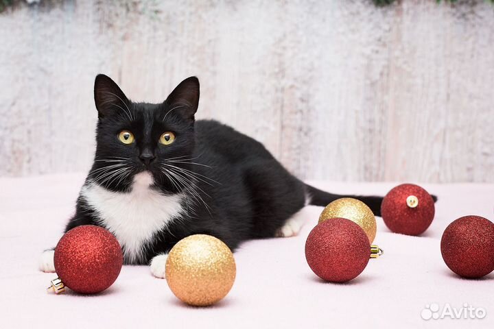 Очень ласковая кошка в добрые руки