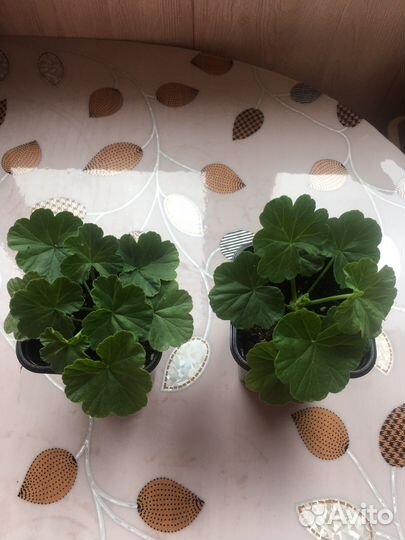 Герань пеларгония розебудная