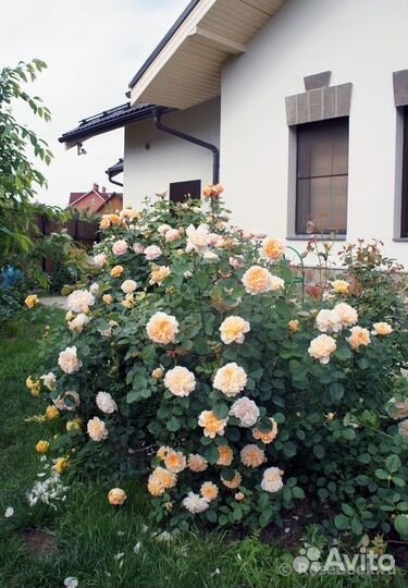 Английская Роза Ти Клиппер