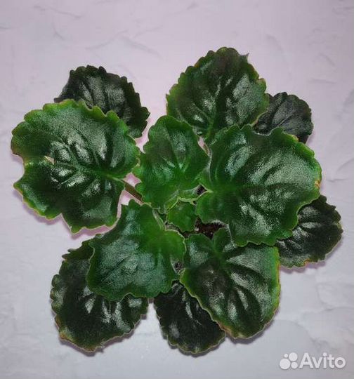 Фиалка сортовая стандарт