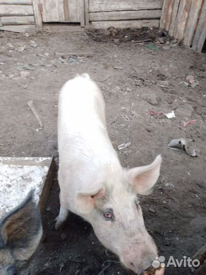 Хряк на племя