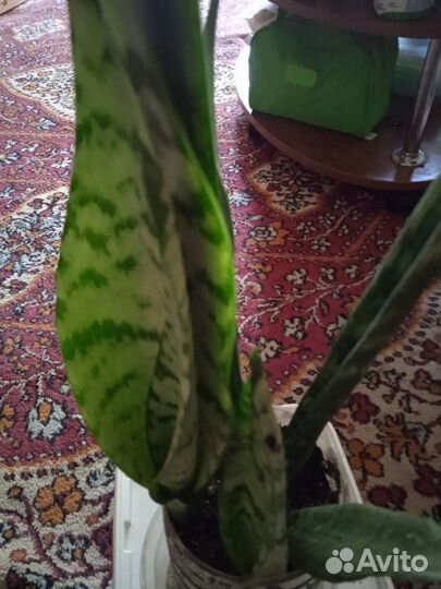 Сансивиерии разных размеров и высоты