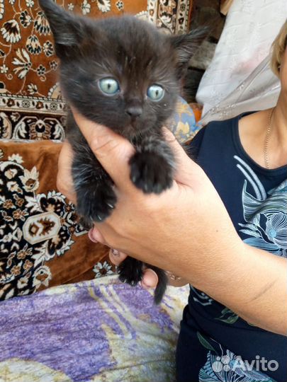 Шотландскийе котята