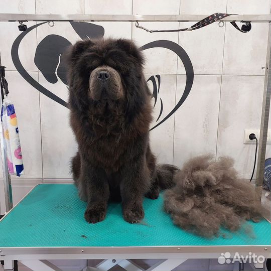 Стрижка собак. Колпино.Красный Бор.Никольское.Тель