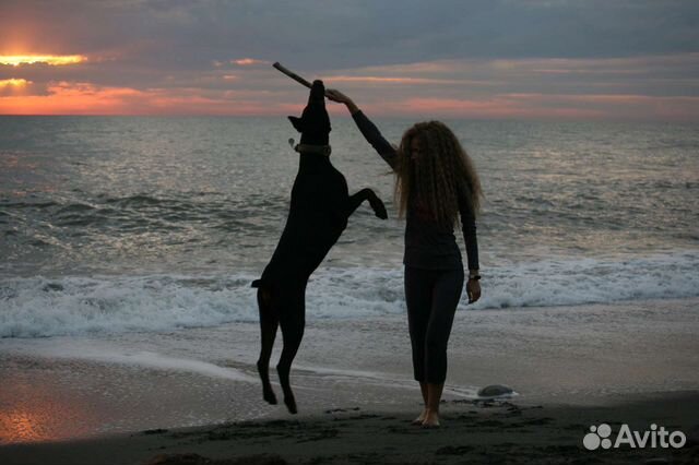 Выгул собак. Няня для собак и питомцев (зооняня)